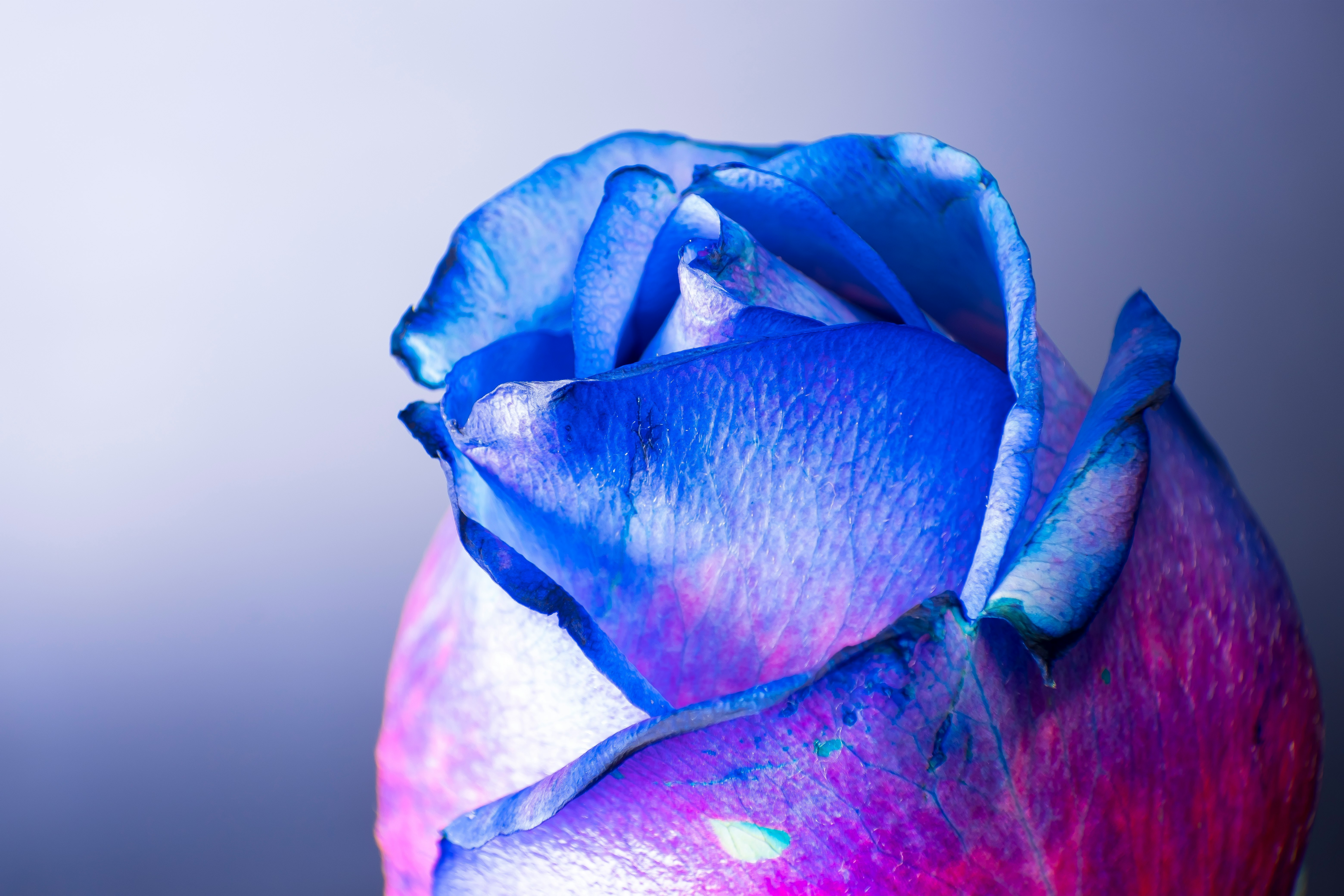 blue and purple rose in bloom